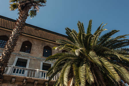 Low angle view of palm trees near facade of old building in Istanbul, Turkeyの写真素材