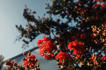 close up view of red roses on green bush against blue skyの写真素材