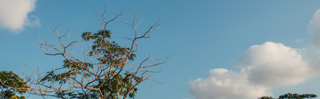 Tree with leaves and dry branches outdoors, banner