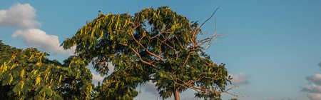 Low angle view of tree with seeds and sky at background, banner