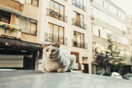 Cat sitting on roof of auto with street on blurred backgroundの写真素材