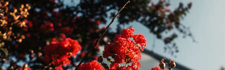 close up view of red roses blossoming outdoors, banner