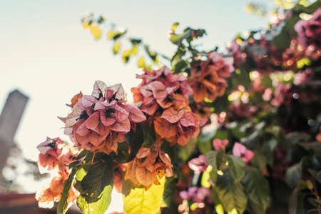 bush blossoming with pink flowers against cloudless skyの写真素材