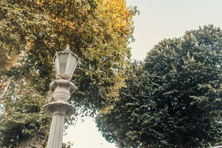 low angle view of decorated lantern near high trees against clear sky