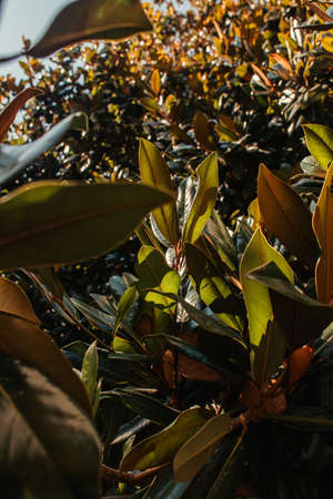 close up view of green, glossy magnolia leavesの写真素材