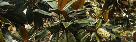 branch of magnolia with green cone, banner