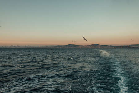 cloudless sky, and seagulls flying over wavy seaの写真素材