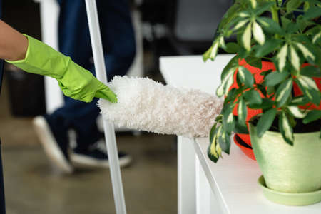 Cropped view of cleaner holding dust brush near plants on blurred foreground on table