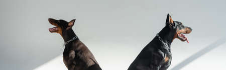 two dobermans sitting on gray background with shadows, banner