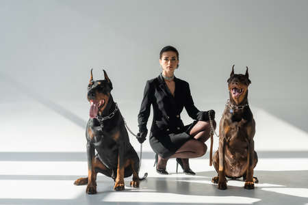 elegant woman looking at camera near dobermans on chain leashes on gray background with shadows