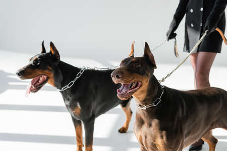 cropped view of woman with dobermans on chain leashes on gray background with shadows