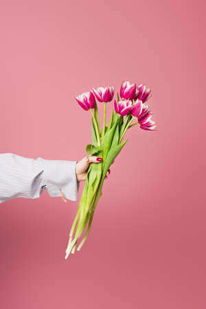 Cropped view of woman holding tulips isolated on pinkの写真素材