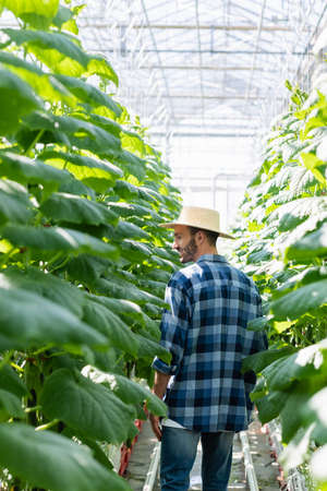 farmer in plaid shirt and straw hat near cucumber plants in greenhouse, blurred foregroundの写真素材