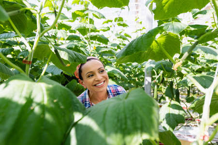 cheerful african american farmer smiling between cucumber plants on blurred foregroundの写真素材