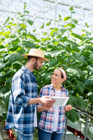 farmer holding digital tablet near cheerful african american colleague in greenhouseの写真素材
