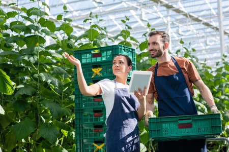 farmer holding plastic box near african american colleague pointing with hand in greenhouse