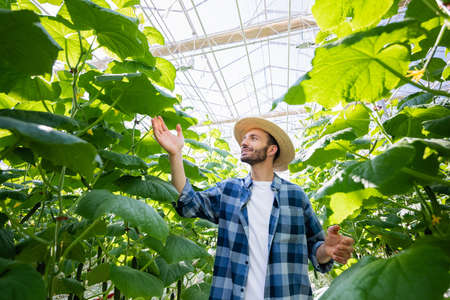 happy farmer in straw hat and plaid shirt checking cucumber plants in greenhouseの写真素材