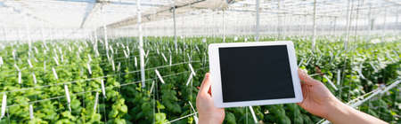 partial view of farmer holding digital tablet with blank screen in glasshouse, bannerの写真素材