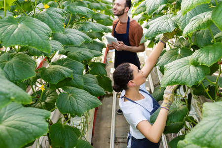 african american farmer working in greenhouse near colleague with digital tablet on blurred...
