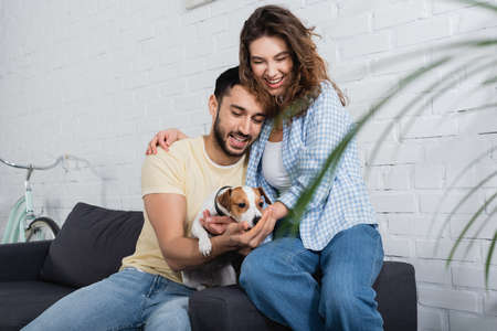 pleased interracial couple cuddling jack russell terrier near plant on blurred foreground