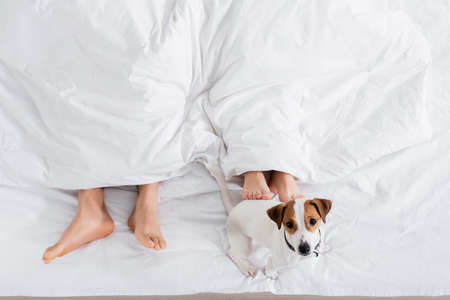 cropped view of barefoot couple under blanket lying near jack russell terrier on bedの写真素材