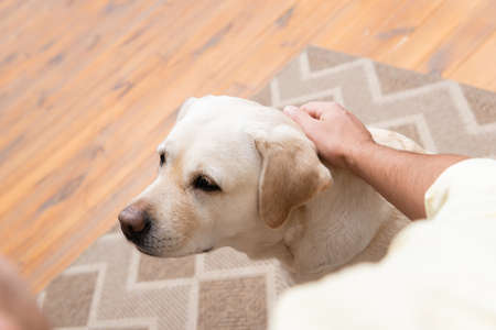 partial view of man petting labrador dog, blurred foreground