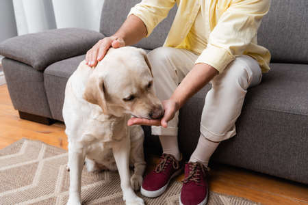 partial view of man feeding and petting labrador dog while sitting on couchの写真素材