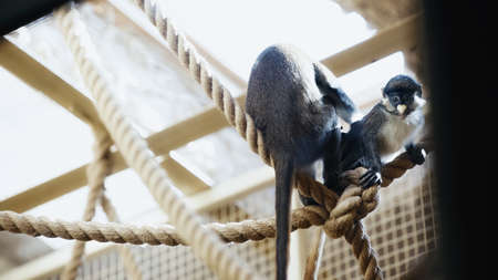 monkeys playing on ropes in zoo with blurred foregroundの写真素材