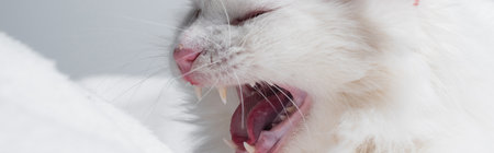 fluffy cat yawning near soft blanket isolated on gray, banner