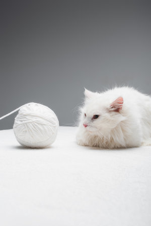 white domestic cat near tangled ball of thread isolated on gray