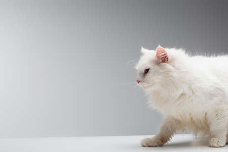 domestic fluffy cat walking on white desk isolated on grayの写真素材