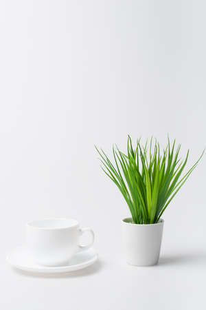 green plant near empty cup and saucer isolated on whiteの写真素材