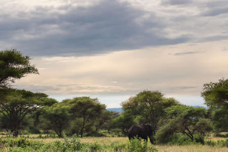 elephant walking near green trees in savannaの写真素材