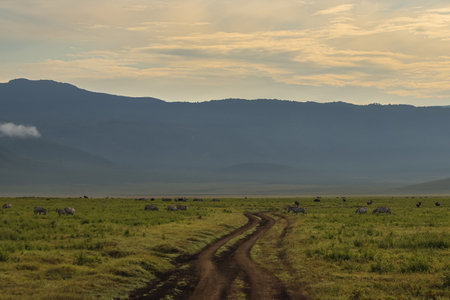scenic view of wild animals in natural environmentの写真素材