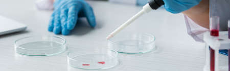 Cropped view of scientist in latex gloves holding pipette near petri dishes, bannerの写真素材