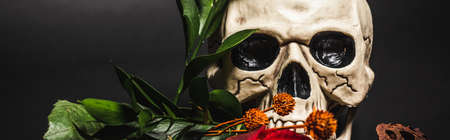 orange flower near creepy skull and dried lotus pod on black, bannerの写真素材