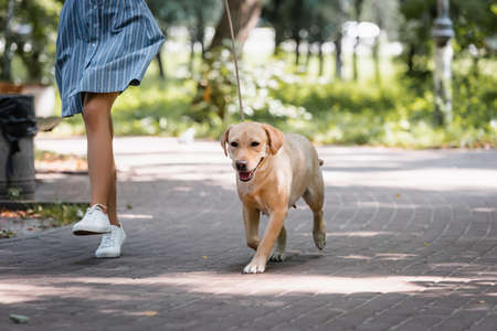 partial view of woman running with yellow labrador in parkの写真素材