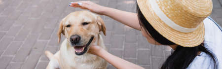 woman in straw hat stroking labrador dog outdoors, bannerの写真素材