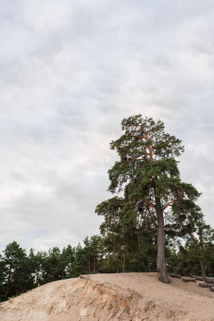 Tree on hill with cloudy sky at backgroundの写真素材