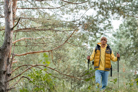 hiker in warm vest and beanie walking with trekking poles in autumn forestの写真素材