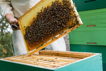 bees on honeycomb frame in hands of cropped beekeeper on apiary