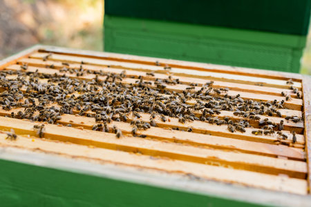 selective focus of honeybees swarm on honeycomb frames