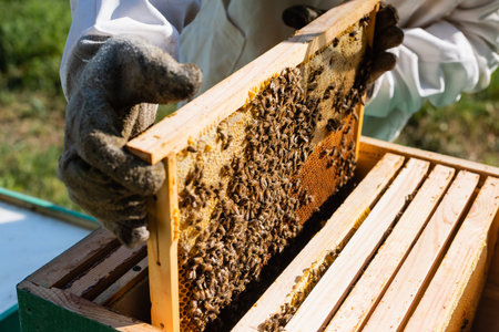 cropped view of beekeeper holding honeycomb frame with bees near beehiveの写真素材