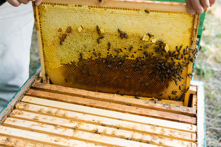 partial view of beekeeper inspecting honeycomb with bees on apiary