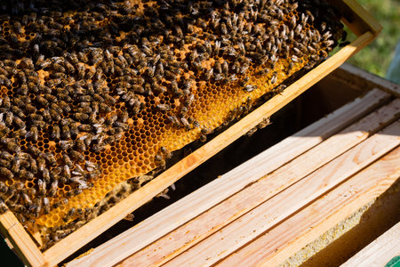 honeycomb frame with bees and honey on apiary