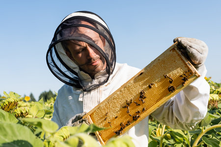 apiarist in beekeeping suit holding honeycomb frame with bees in sunflowers field