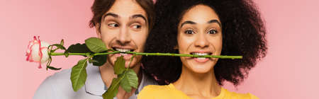 cheerful interracial couple holding rose in teeth isolated on pink, bannerの写真素材