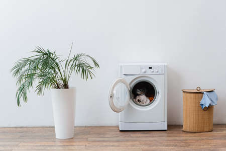 open washing machine with clothes, laundry basket and green plant near white wallの写真素材