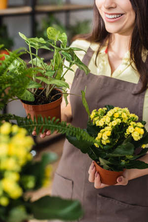 Cropped view of smiling florist holding plants in flower shopの写真素材