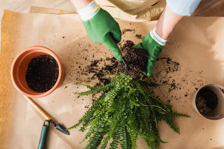 Top view of florist in gloves pointing at plant with ground in shopの写真素材